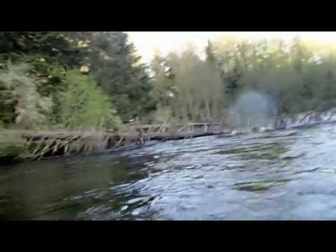 Bald Eagle Steals Fish