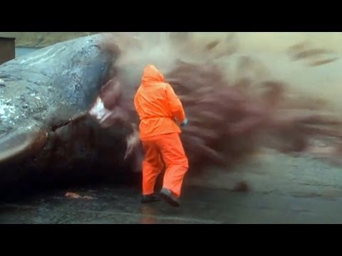 Sperm Whale Explodes (GROSS)