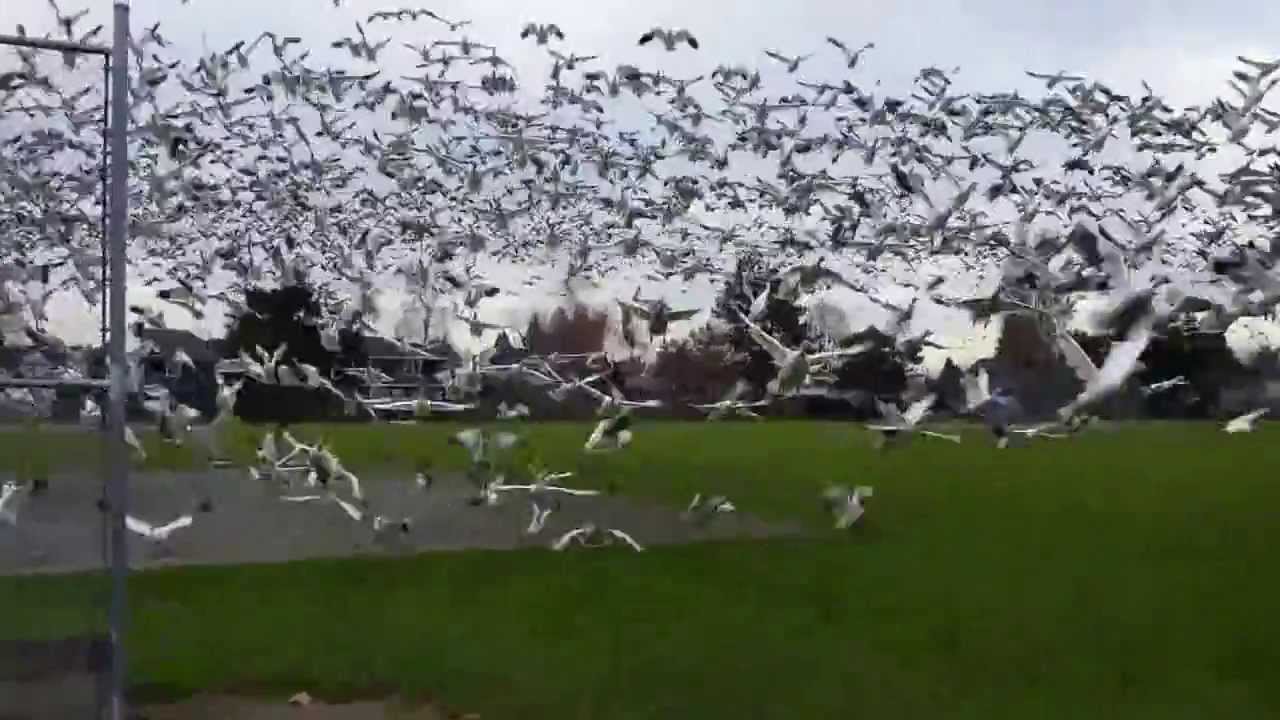 Geese Tsunami