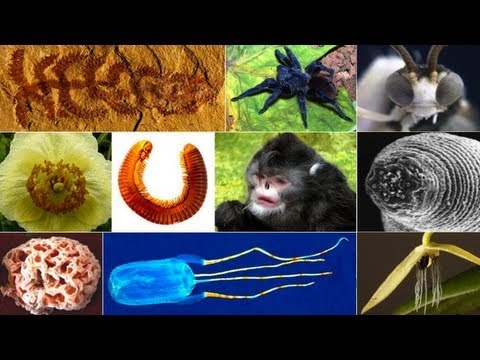 10 Newly Discovered Species of 2012