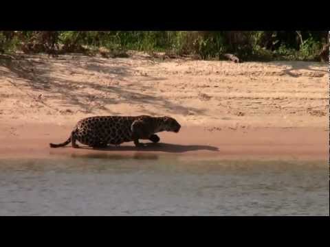 Amazing Jaguar Kill Brazil