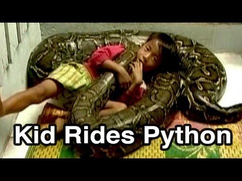 Giant Pet Python