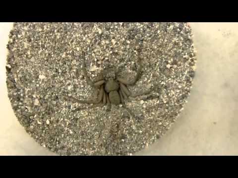 Six Eyed Sand Spider