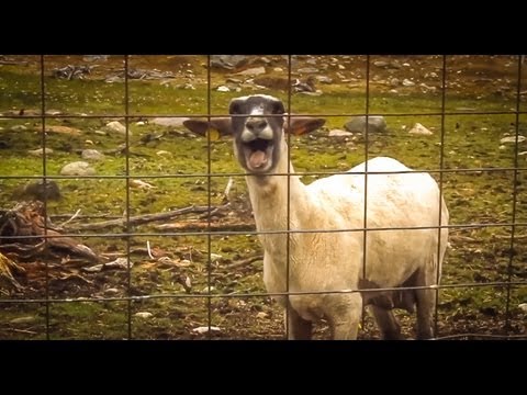 Screaming Sheep