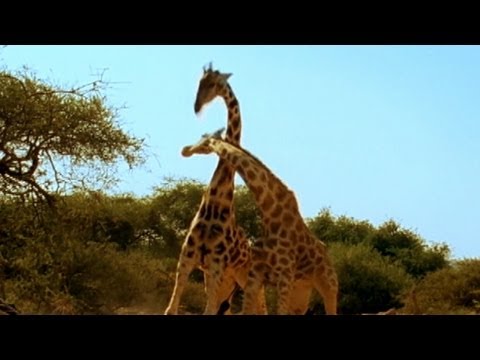 Violent Giraffes