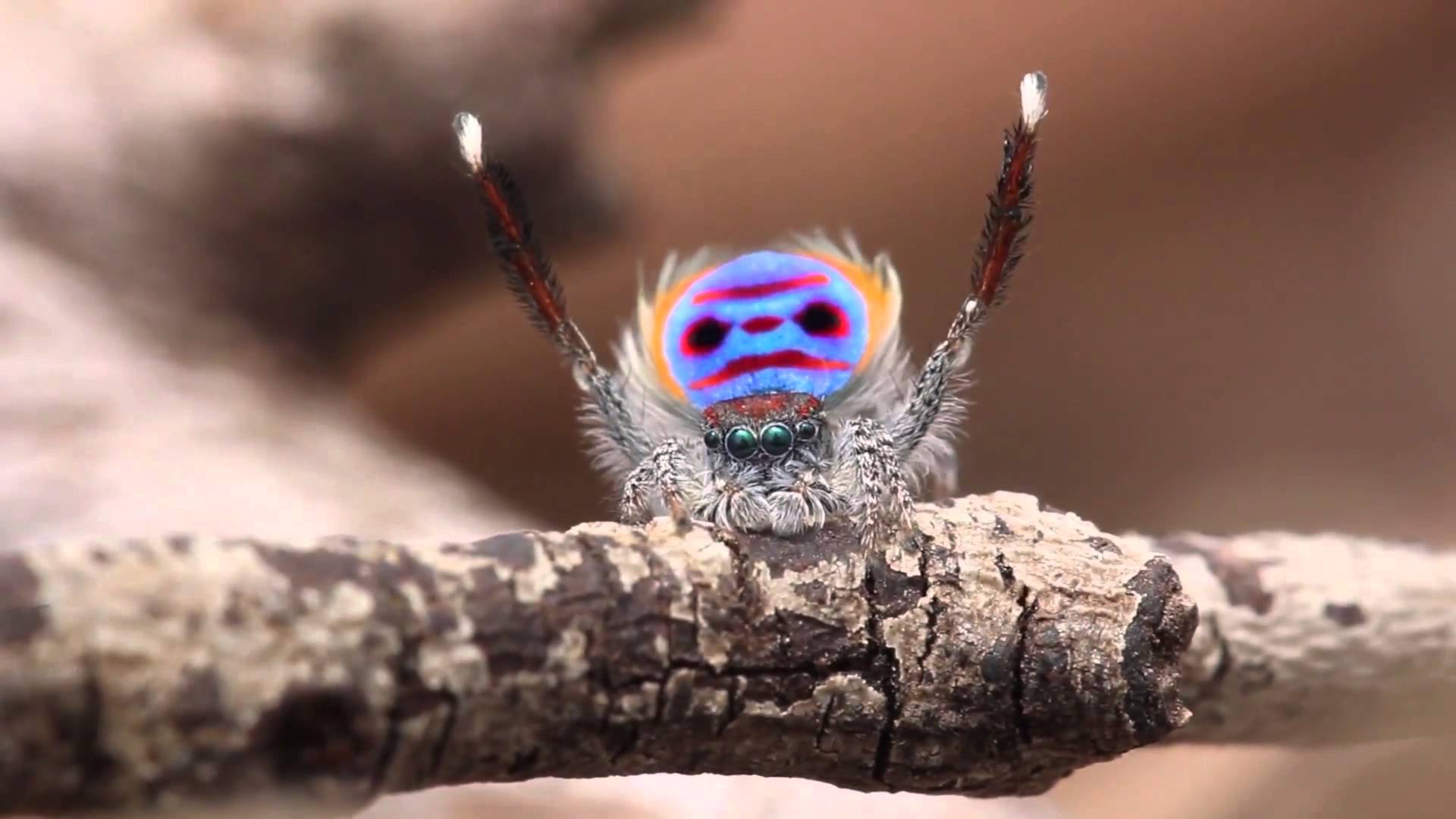 Dancing Peacock Spider
