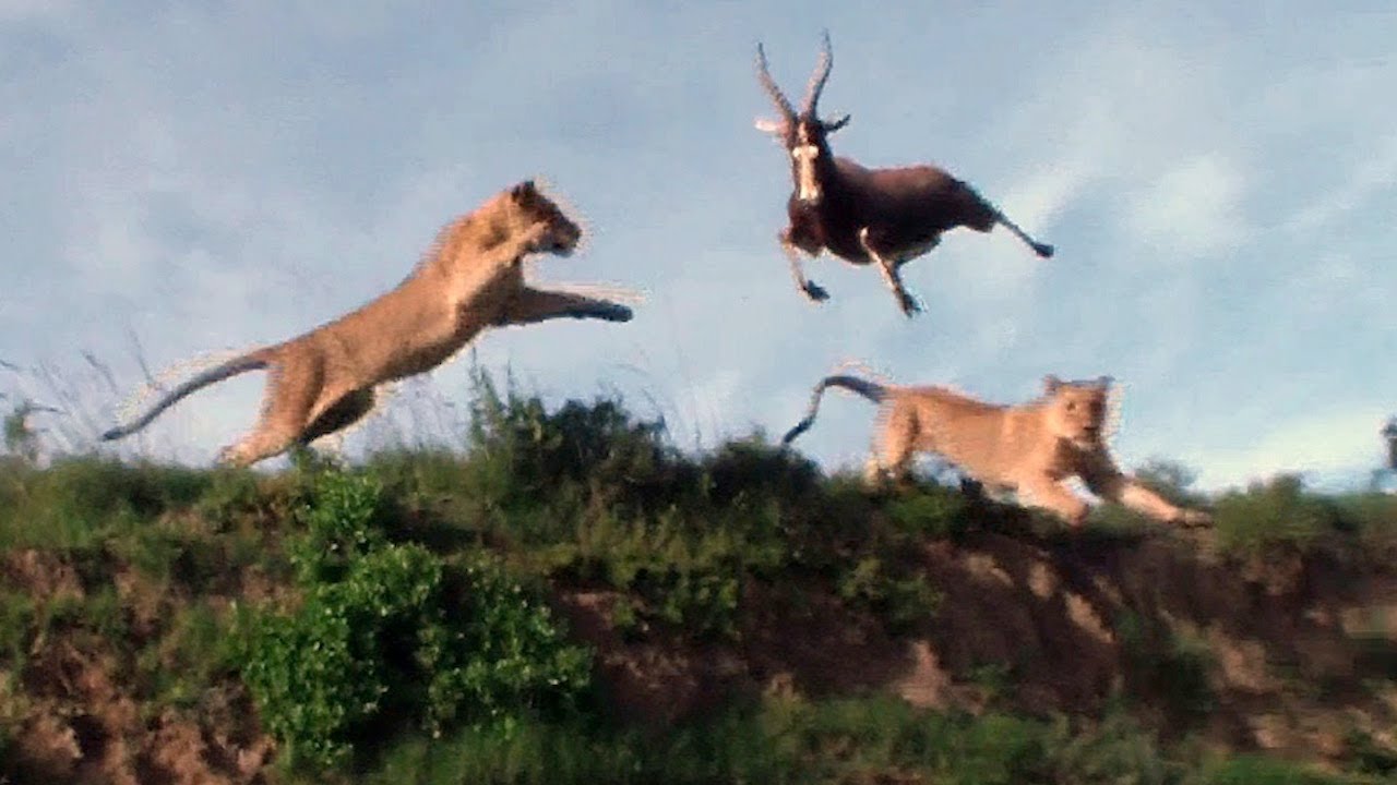 Lion Catches Antelope Mid Air